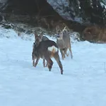 Bischofsberg - Lärchen-wellness Gasthof 3*