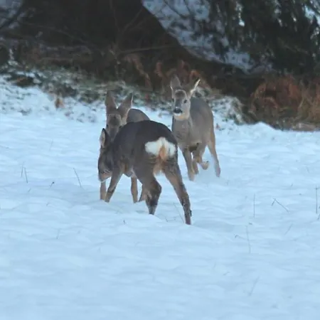 Bischofsberg - Laerchen-wellness Casa de hóspedes 3*