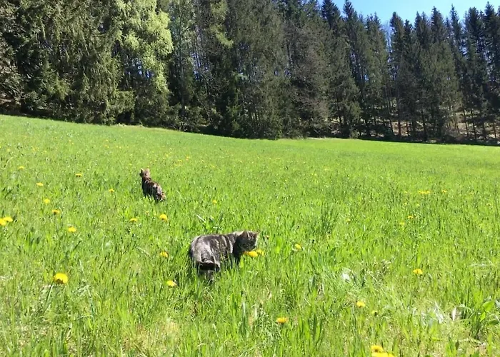 Bischofsberg - Laerchen-wellness בית הארחה