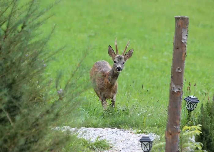Bischofsberg - Laerchen-wellness