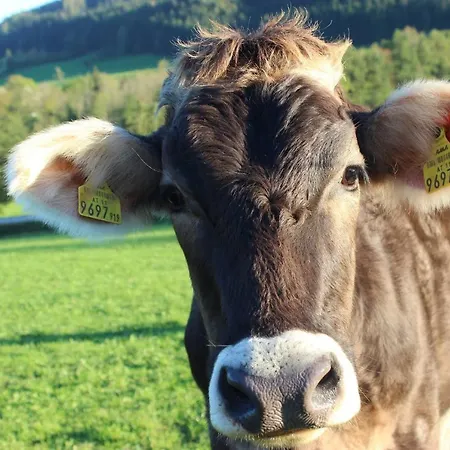 Pensionat Bischofsberg - Laerchen-wellness