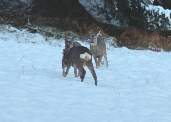 Bischofsberg - Laerchen-wellness Πανσιόν 3*