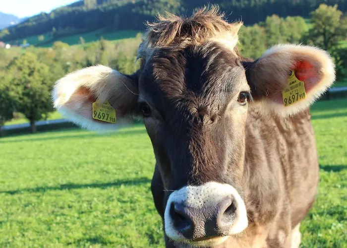 Πανσιόν Bischofsberg - Laerchen-wellness